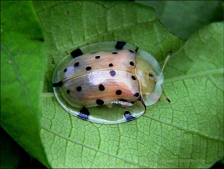 6- Le scarabée-tortue, à la carapace transparente
