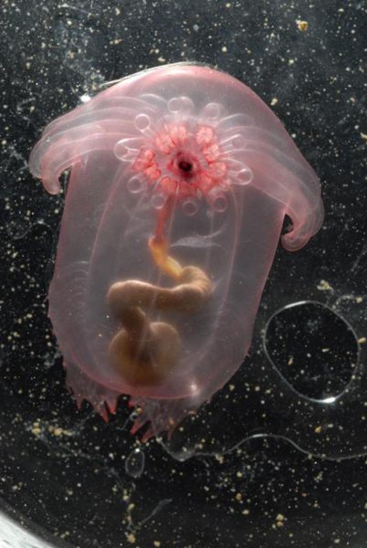 8- Il cetriolo di mare trasparente, che striscia sui fondali marini grazie ai suoi tentacoli