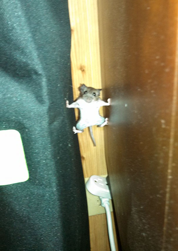 Une souris en mode «mission impossible».