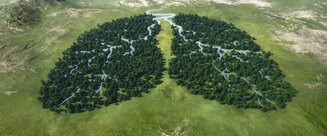 La Norvegia è il primo stato ad essersi mosso ufficialmente contro la lotta al disboscamento pluviale