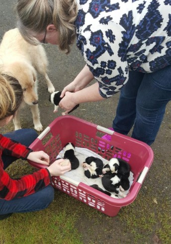 Le due famiglie hanno pensato bene di lasciare che a prendersi cura dei cuccioli orfani fosse Daisy! Eccola mentre conosce i piccoli per la prima volta.