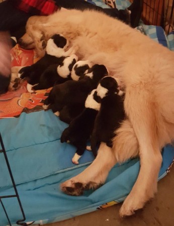 Daisy e i cuccioli rimarranno insieme almeno finché i piccoli avranno bisogno di essere allattati, poi chi lo sa. Intanto questa unione ha portata tanta gioia sia ai cani che alle famiglie.