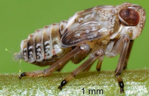 Interesante tambien el hecho que los cientificos hayan encontrado este mecanismo solo en la fase juvenil del insecto.