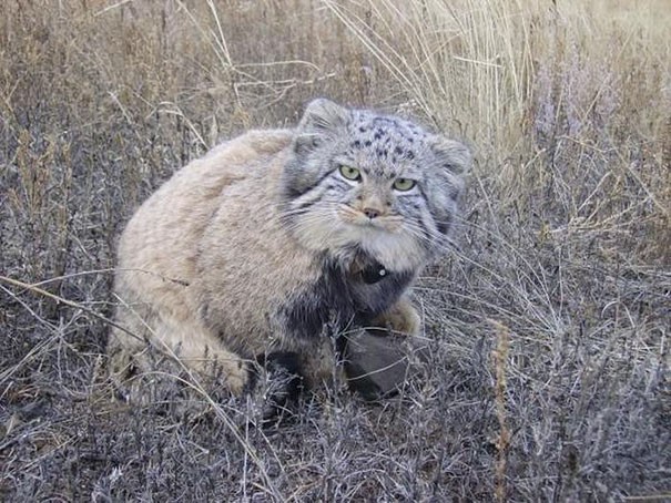 Ora i due esemplari di gatto delle steppe sono stati riconsegnati al loro habitat, dove potranno crescere secondo natura