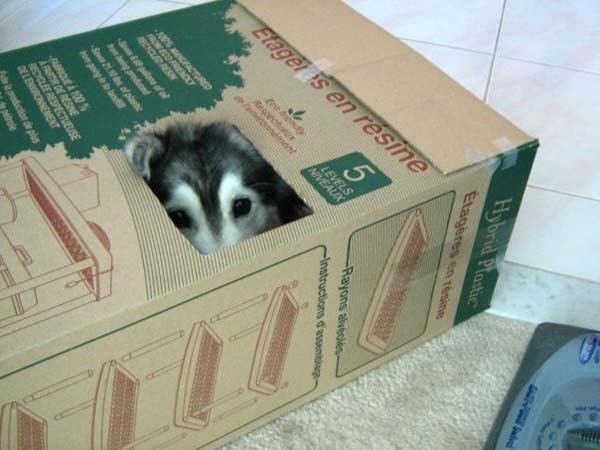 Il adore grimper et se cacher dans les boîtes, ce qui assez inhabituel pour un chien.