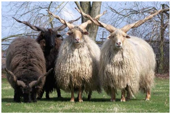 11. Mouton hongrois (race Ratzka)