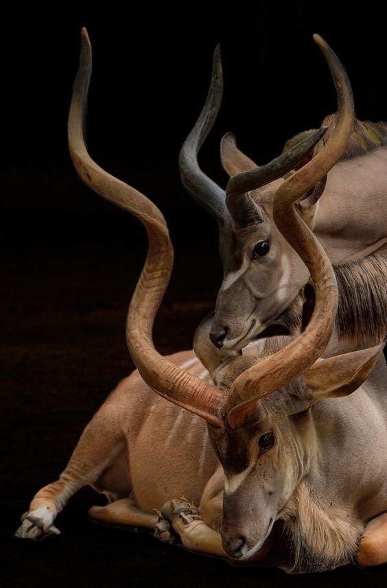 #6 Antilope grande Kudu