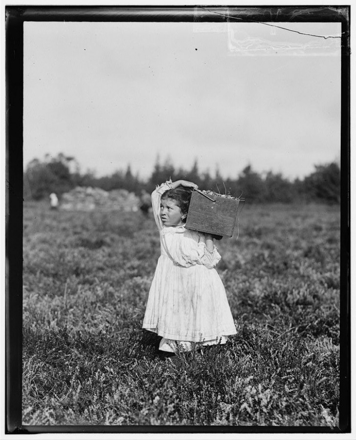 Voici Jennie, 8 ans, alors qu'elle ramasse des myrtilles au Theodore Budd's Bog à Turkeytown, près de Pemberton, NJ