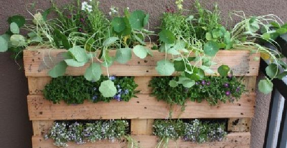 Come trasformare un pallet in un giardino verticale perfetto anche ... Come realizzare un giardino verticale