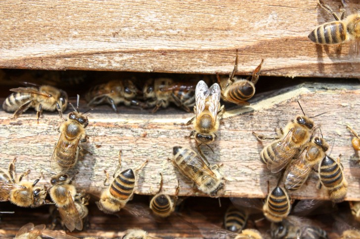Tutto è iniziato per salvare le api: in Italia molte sono morte a causa dei prodotti usati in agricoltura.