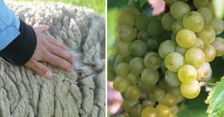 Il cuore dell'eco-diserbante sono gli scarti della lana di pecora a cui si aggiungono quelli delle lavorazioni dell'olio e del vino.