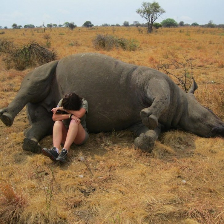 L'operatrice di questa riserva crolla di fronte all'uccisione, probabilmente l'ennesima, di un rinoceronte a opera di spietati bracconieri.