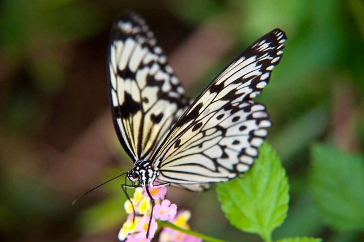 All'interno della serra, una riproduzione di clima tropicale, si possono ammirare centinaia di farfalle di specie diverse, tutte in libertà.