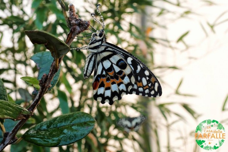 Oltre alle farfalle è possibile scoprire qualche curiosità anche su altri insetti.