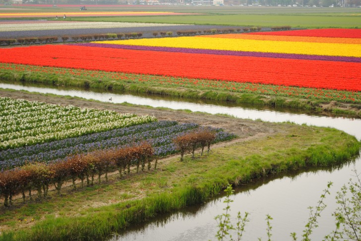 Precisione e pulizia prevalgono nell'agricoltura olandese: sembra che anche i contadini vogliano far sembrare il paesaggio un dipinto. 