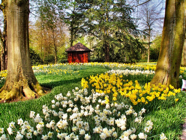 Da allora ogni anno fioriscono 7 milioni di bulbi piantati manualmente su una superficie totale di 32 ettari. 