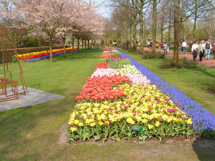 Il massimo della fioritura si ha di solito intorno alla metà di aprile, anche se molto dipende dal meteo annuale. 