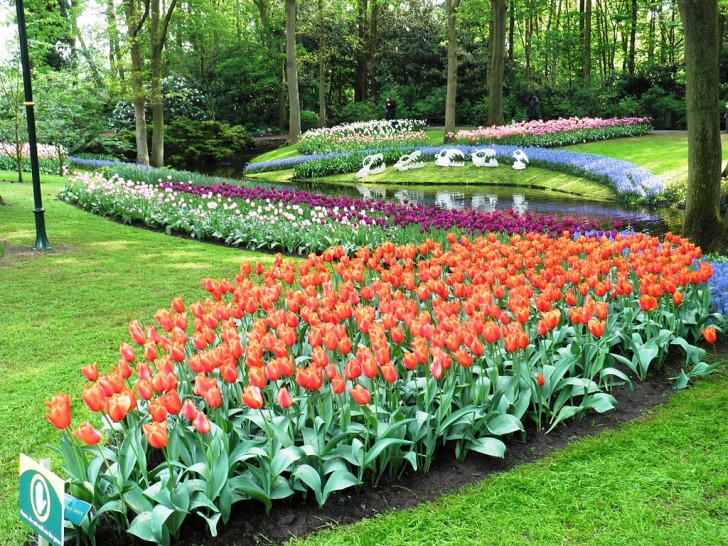 I fiori privilegiati sono i tulipani, che sono all'incirca 4 milioni per un totale di 100 varietà diverse. 