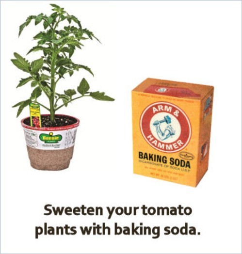 Zoetere tomaten door middel van het gebruik van soda.