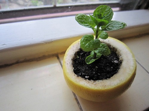 Zaadjes planten in een citroenenschil.