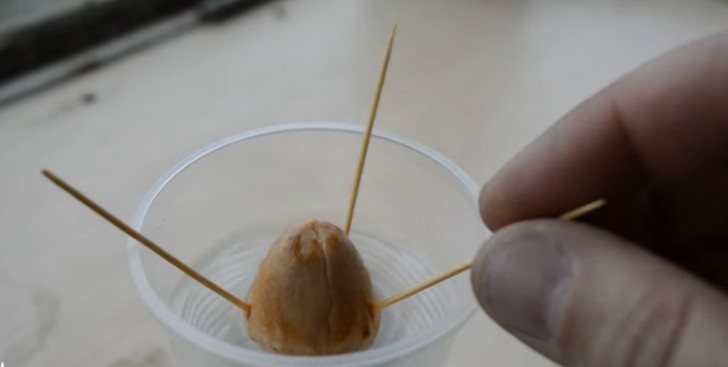 #9 Here's how to prepare an avocado seed to sprout and be planted.