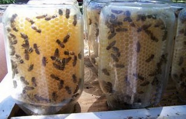 7. Las abejas construiran las celdas en el interior de los frascos y aqui produciran miel.