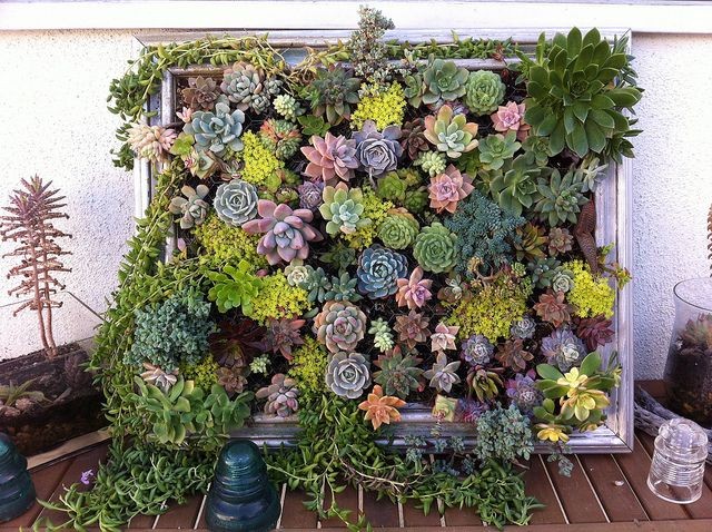 12. Vases full of wonderful succulent plants placed in a shallow framework and vertically arranged.