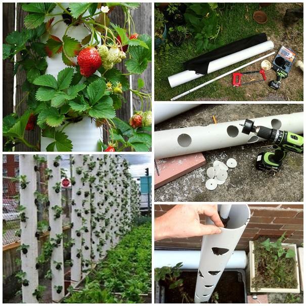 3. Love strawberries? With these PVC tubes, you can grow a large quantity and also keep them safe from insects and lizards.