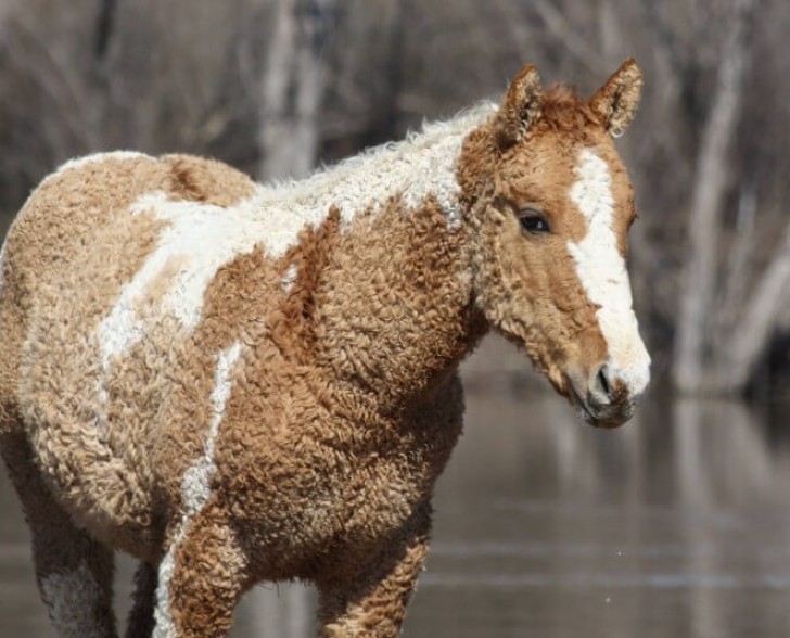 1. Questi cavalli hanno un gene che li caratterizza rispetto a tutti gli altri, uno che rende il loro pelo e la loro criniera ricci.