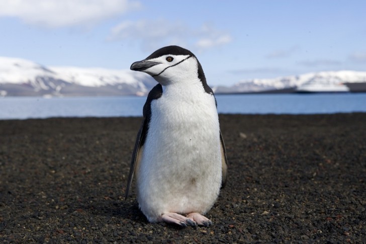 Le Dr George Murray Levick a étudié de près les pingouins entre 1911 et 1912: leurs habitudes sexuelles se sont révélées si extrêmes que l'expert n'a jamais pu publier les résultats de ses recherches.