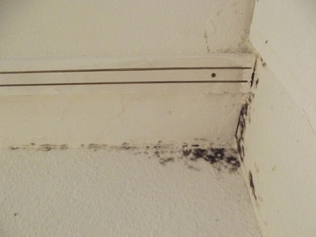 4. Do you have a problem with mold in your house? Sprinkle hydrogen peroxide on the affected area then wipe away the mold with a sponge to eliminate it.