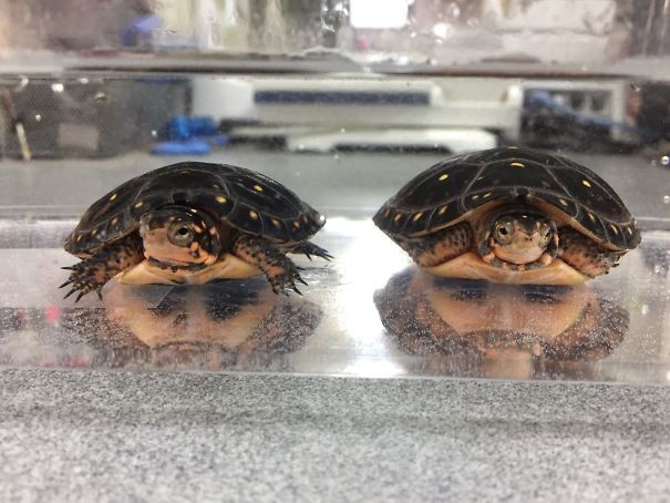 # 5 Les reflets de ces deux tortues ressemblent à deux hommes barbus!