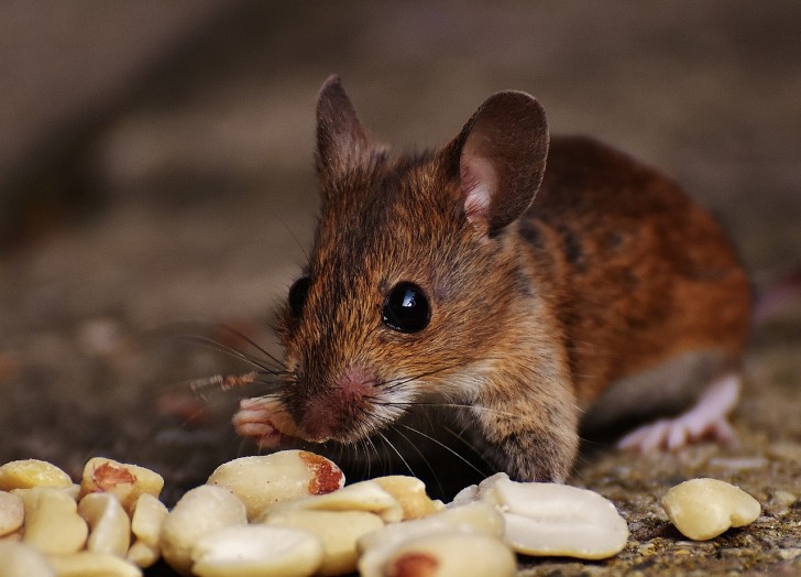 O método para se livrar dos ratos em casa... e sem matá-los! - 1