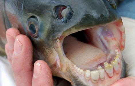 E infine il pesce Pacu con la sua inquietante dentatura simil-umana!