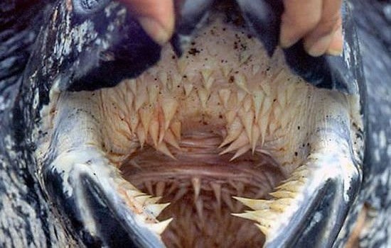 Subito al di sotto del suo becco corneo iniziano a spuntare acuminate spine disposte non in fila come i denti degli squali, ma 