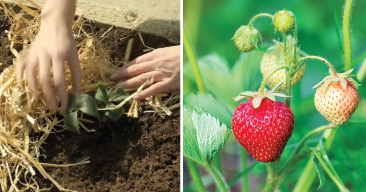 Wie man Erdbeeren anbaut