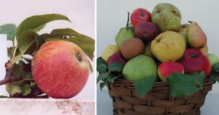 Varietà di mele a confronto: quelle antiche sono le migliori