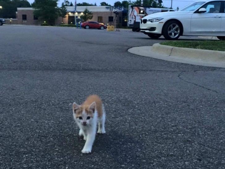 L'arrivo della gattina ha sorpreso il reporter ma visto che era nel bel mezzo di una diretta...