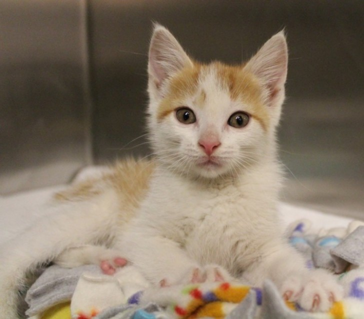 La troupe si è subito mobilitata per affidarla alla Marine Humane Society di Huron Valley e grazie alla visibilità che ha avuto il servizio, le richieste di adozione non sono tardate ad arrivare!