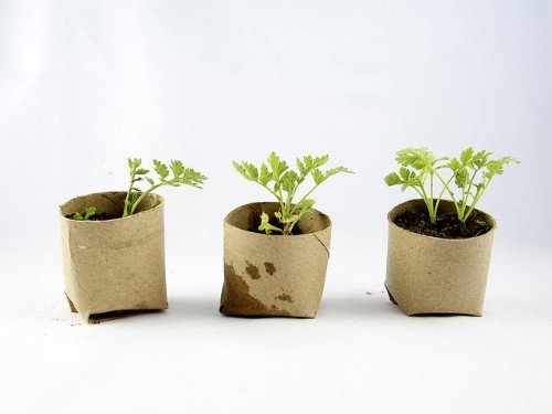 3. Use rolls of toilet paper as a base for seedlings.