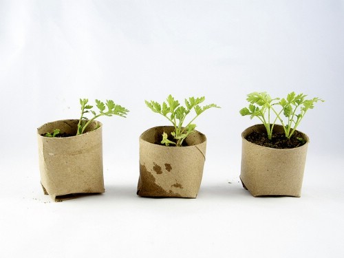 3. Los rollos del papel higienico como base para los plantines.