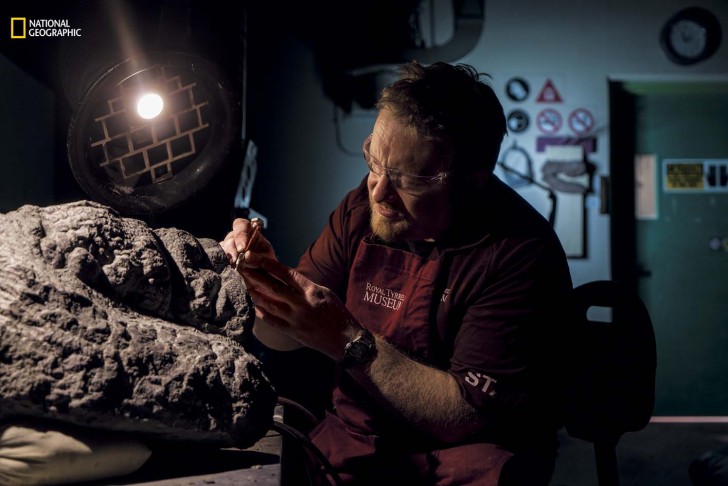 Mark Mitchell, technicien du Royal Tyrrell Museum, a travaillé sur le fossile en le libérant des pierres et des débris rocheux.
