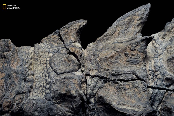 Le fossile est riche en détails et une fois assemblé, il ressemblait à une sculpture.
