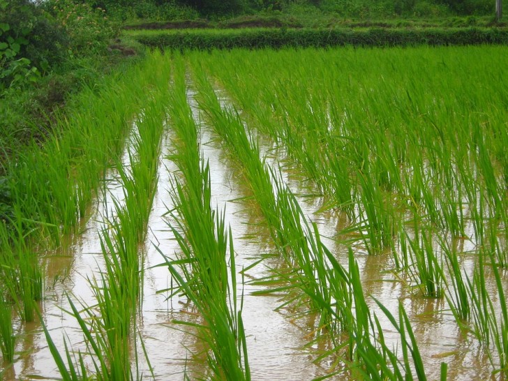 Exagérer avec le riz