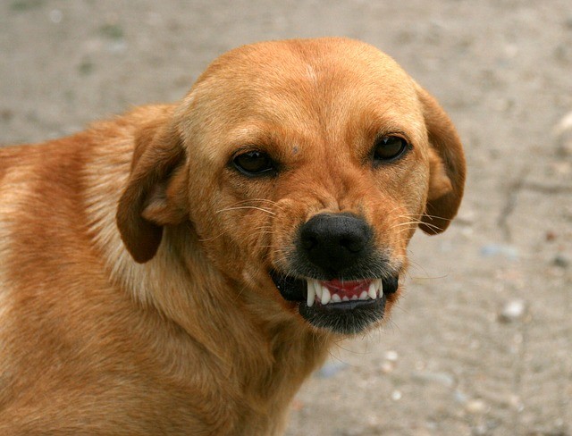 È già dimostrato che i cani siano animali empatici, in grado di riconoscere un'espressione arrabbiata da una rilassata.