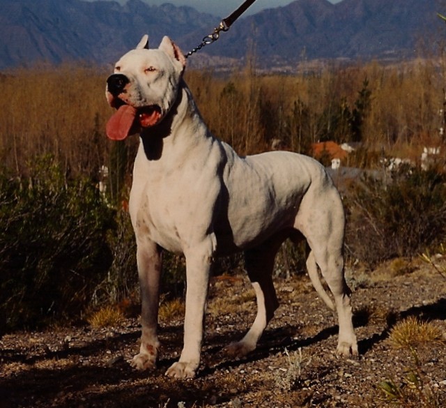 8. Argentijnse dog
