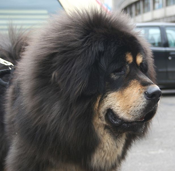 3. Tibetan Mastiff
