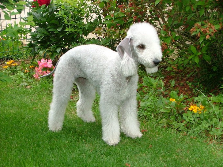 5. Bedlington Terrier