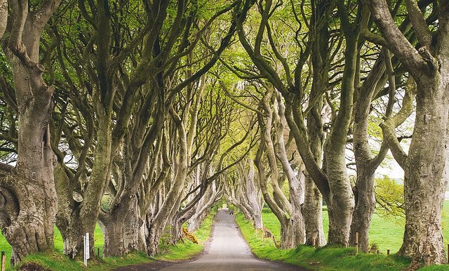 Ce charmant sentier est situé dans un lieu appelé The Dark Hedges (les haies sombres) et longe le chemin de Bregagh Road dans la petite ville d'Armoy.