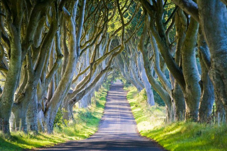 De 1775 à aujourd'hui, les branches des arbres qui longent la route Bregagh sont venues se mélanger en formant un tunnel suggestif et mystérieux que beaucoup de gens veulent traverser.